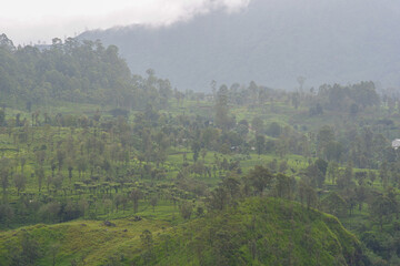 View of foggy tea estate from The Watefall Villas in Sri Lanka.