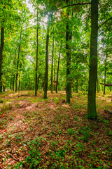 Fototapeta premium A distant view of a small hunting shelter hidden among a dense grove of tall slender trees in a sun drenched forest with vibrant green colors and patches of light on the leaf covered ground.