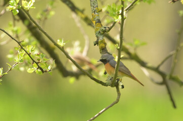 great tit parus major