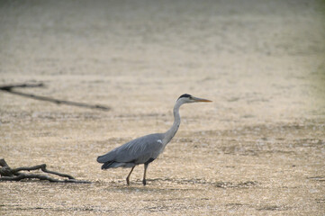great blue heron