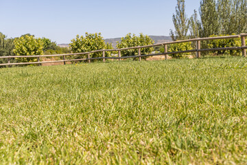Summer landscape with a green lawn and a wooden fence in foreground