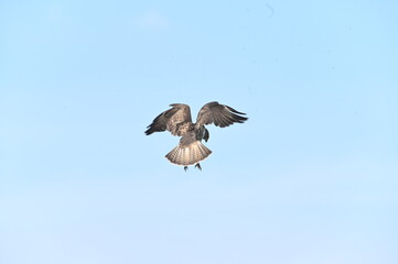 eagle in flight