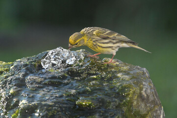 small bird in the water