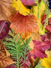 autumn leaves background