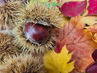 chestnuts on the ground