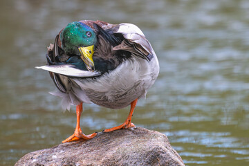 Mallard duck, mallard drake, preening as it perches on a rock in a lake.