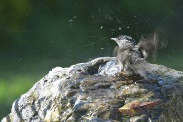 small bird taking a bath