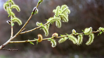 Purple willow (Salix purpurea) grows in nature