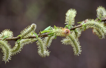 Purple willow (Salix purpurea) grows in nature © orestligetka