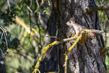 Red squirrel, or Sciurus vulgaris, climbing up a tree trunk.