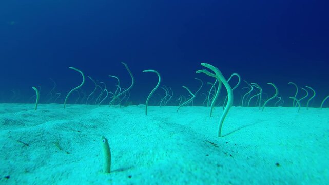 Time lapse of long, Spotted Garden Eels sticking out from sandy bottom and wriggling to catch plankton floating by. Indo-Pacific Garden Eel (Gorgasia sillneri) wriggle in dances to eat plankton