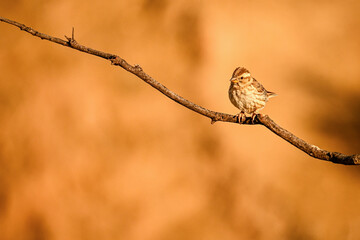 Linnet or Linaria cannabina, reflected in the golden spring.