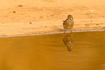 Linnet or Linaria cannabina, reflected in the golden spring.