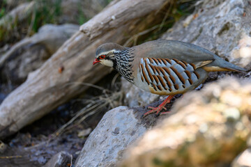Red partridge or Alectoris rufa, galliform bird of the Phasianidae family.