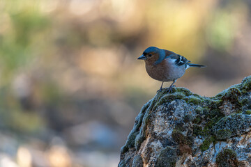Chaffinch or Fringilla coelebs, perched on a rock.