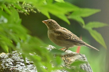 sparrow on a branch