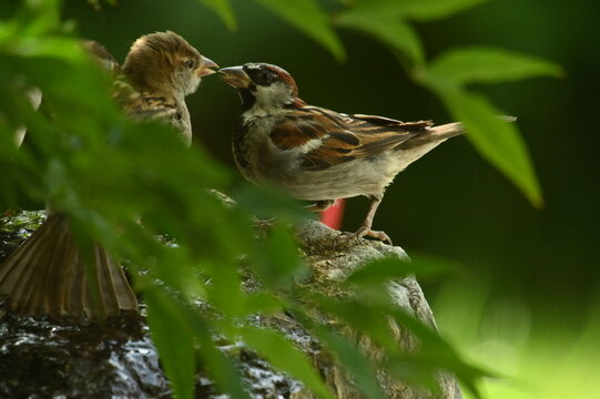 sparrows on a branch