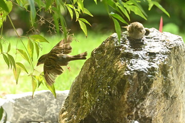 bird on a fountain