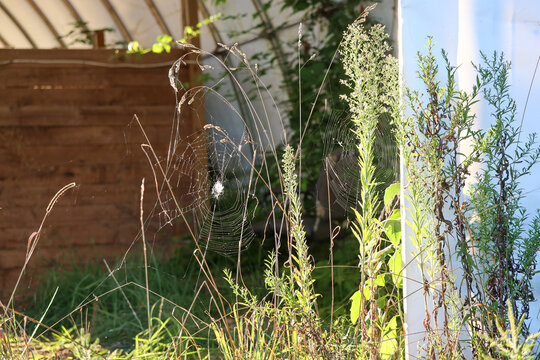 Orb-Weaver Spider (Araneus diadematus) in Rural Barnyard Setting