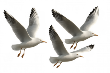 Seagulls flying, birds in flight, flock of seabirds gliding, group of animals soaring on transparent background