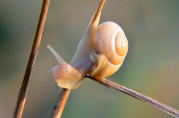 snail on a leaf