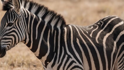 Naklejka premium A close-up of a zebra's torso with intricate black and white stripes, in a natural setting
