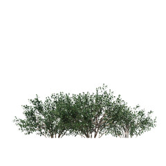 Low-Growing Inkberry Ilex Glabra Hedge 3D Model