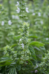 Great Basil (Ocimum basilicum) in vegetable garden