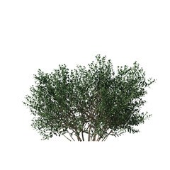 Isolated Ilex Glabra Inkberry Shrub 3D Visualization