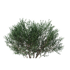 Dense Ilex Glabra Inkberry Shrub Isolated 3D Asset