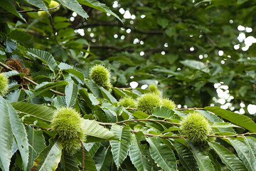 Young Chestnut in Spiny Husk
