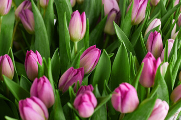 Abundant bouquet of pink and purple tulips with lush green leaves, close-up floral texture background
