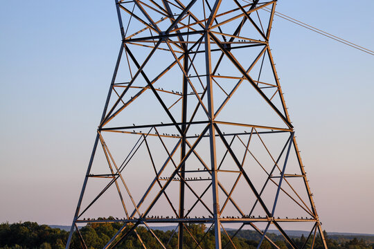 European Starlings (Sturnus vulgaris) on Powerline Tower at Sunset