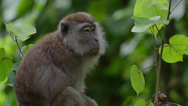 Long-tailed macaque in the sun, closeup