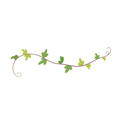 Delicate green vine with leaves on a white background