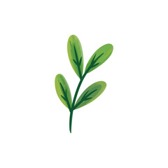 Watercolor illustration of a delicate green sprig with leaves on a white background