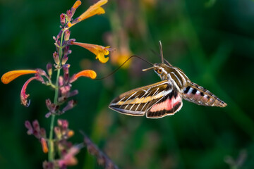 Close up of a White-lined Sphinx Moth with an extended tongue, ready to pollinate a Hummingbird Mint flower stalk.