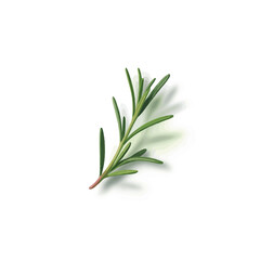 Fototapeta premium Single sprig of fresh green rosemary herb isolated on white background