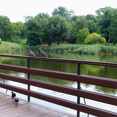 Two gray pigeons perched on a wooden railing by a calm river. Lush greenery surrounds the water