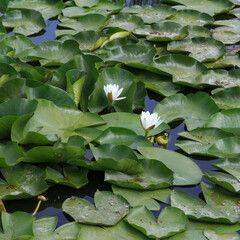 Water white lilies bloom in a tranquil pond surrounded by lush green leaves during bright daylight hours