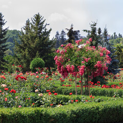 Blooming roses and vibrant flowers in a lush garden during sunny weather in summer