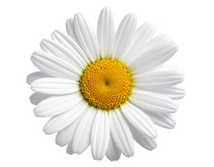 Single English Daisy Flower Top-Down View, Isolated on Transparent Background 