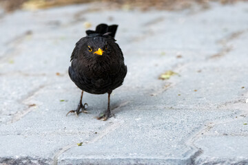 Bold Male Common Blackbird Standing on Pavement  Urban Wildlife Close-Up