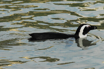 birds-africa-extreme-close-up-jackass-penguin-swimming-reflected in the Sea