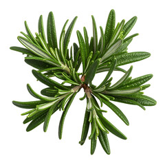 Isolated sprig of vibrant green, aromatic herb with needle-like leaves, against a dark background