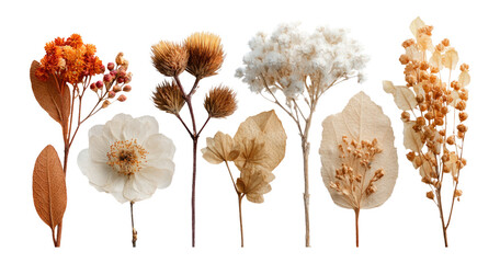 Dried Floral Arrangement with Unique Shapes and Earthy Color Palette