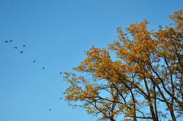 Autumn gold oak tree against bright blue sky background and silhouettes of birds flying away. 