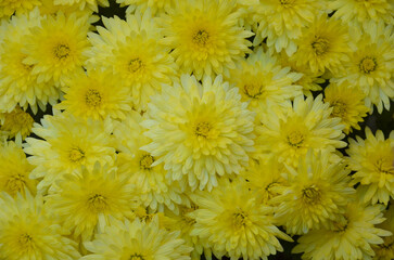  Sundancey yellow garden autumn mum ,yellow blooming Chrysanthemum ,floral background. .Closeup, top view photo.