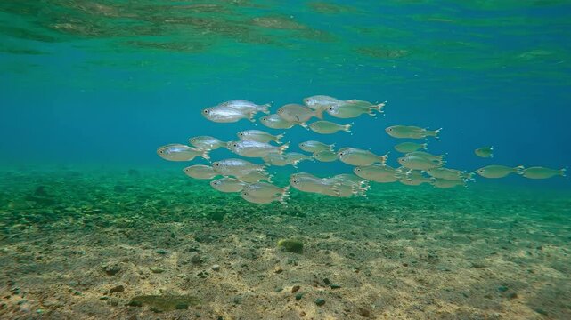 Group of Barred Flagtail swims in shallows shinning scales in sunlight, aganiste school of Silversides Atherina. School of Five-stripped Flagfish (Kuhlia mugil) swimming glittering in sunshine