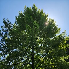 Obraz premium Sunlit Tree Canopy - A Verdant Display Against the Sky.
